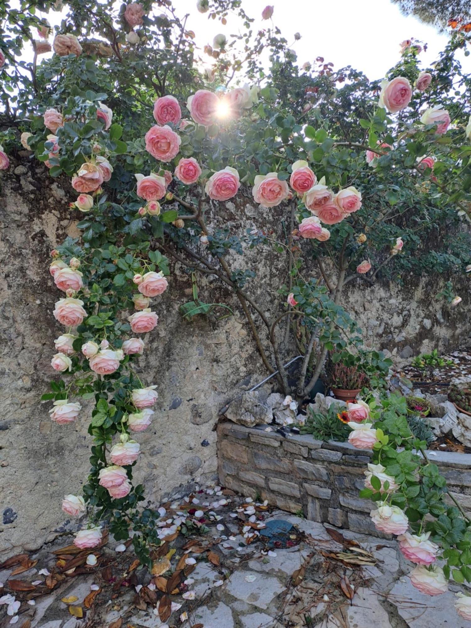 Gite 3 "Le Canal De Baza" Aux Magnolias أوبينا المظهر الخارجي الصورة